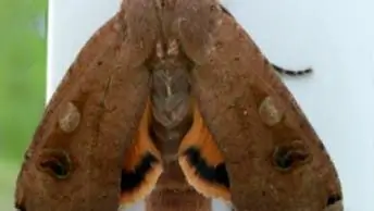 Чувства: Навострите уши