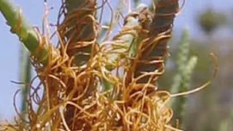 Паразиты растений: Ароматный хозяин