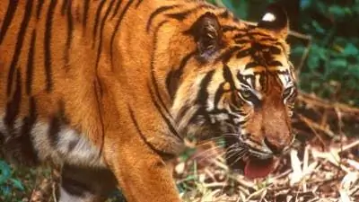 Охрана видов: тигр распространился значительно меньше