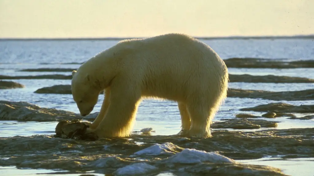 Экологические сети: опоры системы