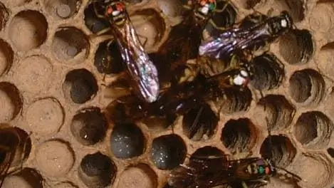 Энтомология: стоит ли?