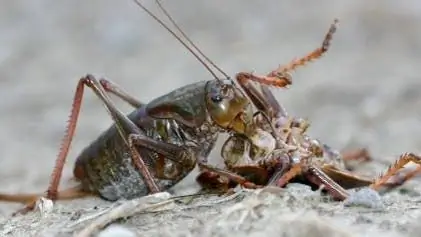 Энтомология: бег на всю жизнь