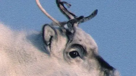 Циркадный ритм: Абсолютно бестактный