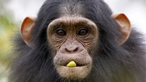 Эволюция: когда люди и шимпанзе разделились?
