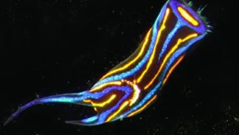 Sexual Selection: Честная игра в прелюдии