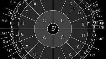 Молекулярная эволюция: два плюс два - три