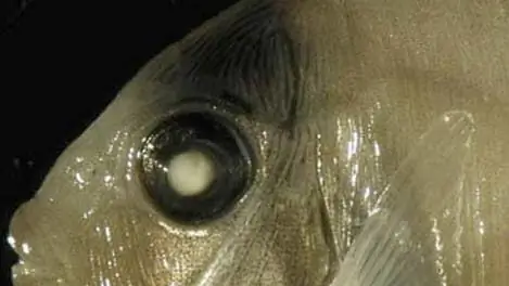 Поведенческие исследования: фоновый шум как компас