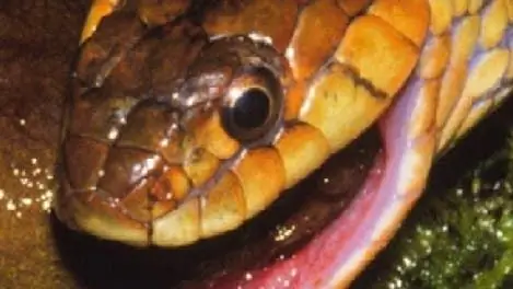 Зоология: агрессивная добыча