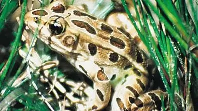 Вымирание земноводных: Гербицид убивает головастиков