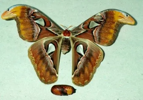 Image Image