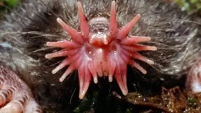 Поведенческие исследования: машина для еды