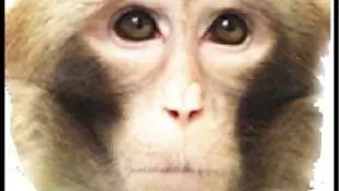 Поведенческие исследования: ужасные желания: куплены дорогой ценой