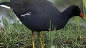 Инвазивные виды: Неожиданные поездки на рыбалку