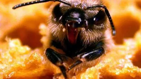 Зоология: Качественные различия в улье