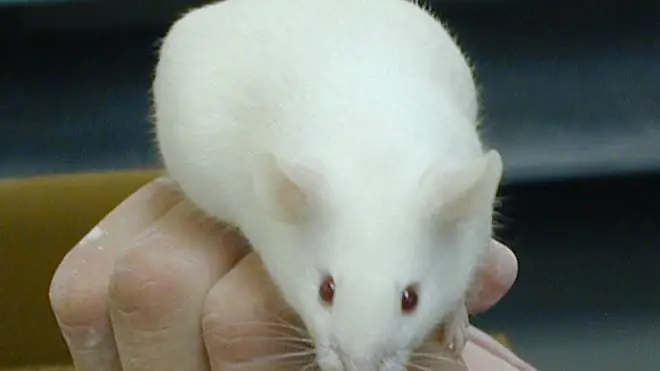 Окружающая среда: Глубокое дыхание