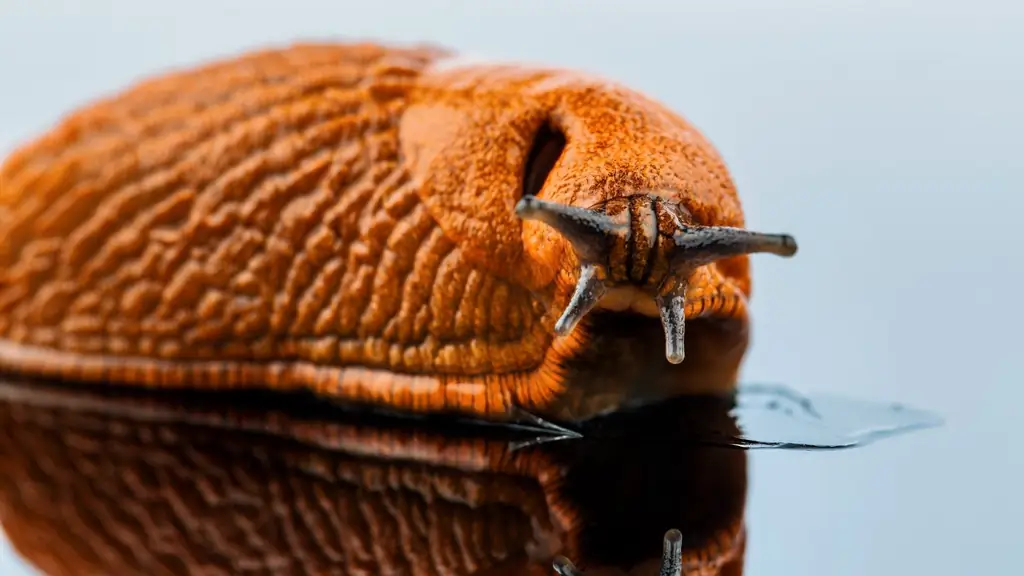 Слизь улитки - физическое чудо природы