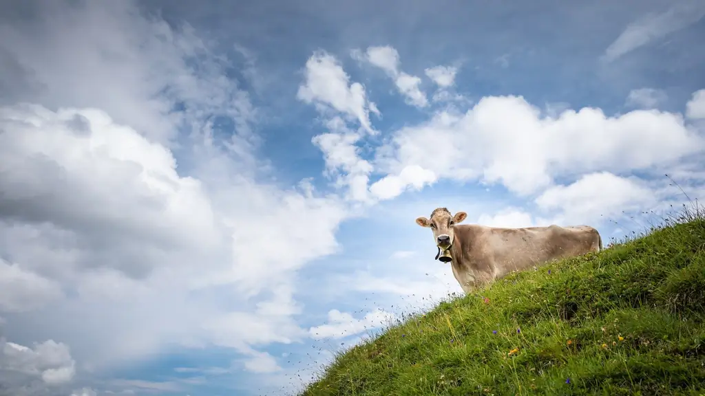Выпас скота: почему в ландшафте должно быть больше животных