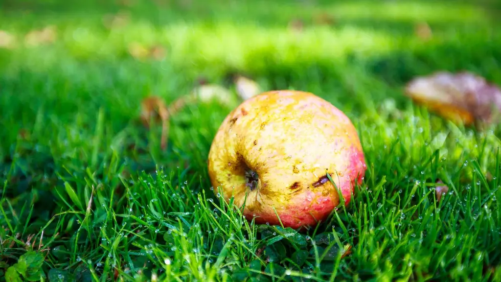 Яблоки старых сортов лучше для аллергиков?