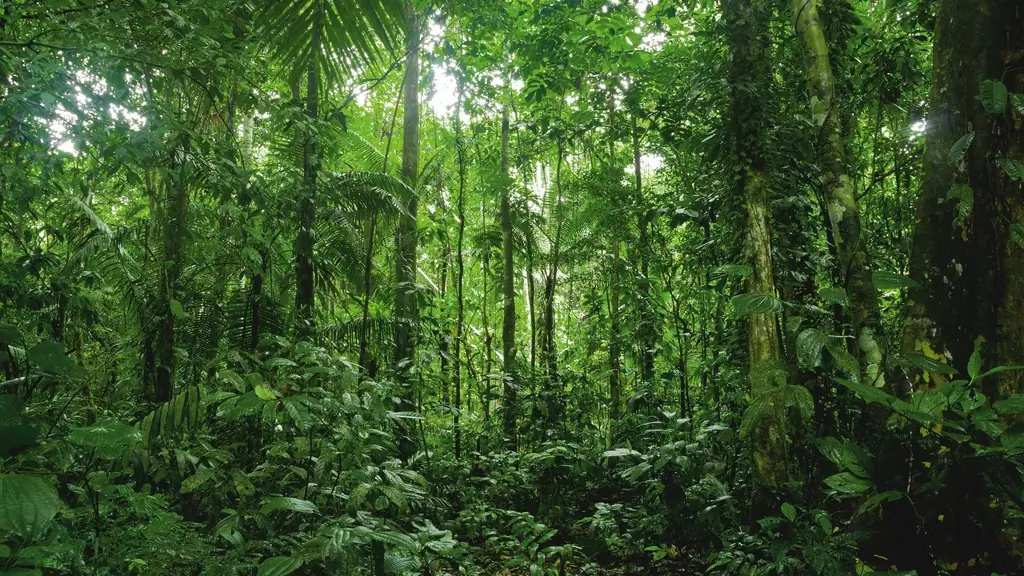 Изменение климата: спасают ли деревья глобальный климат?