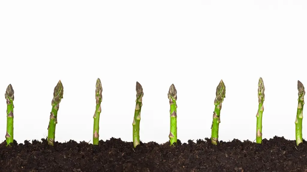 Почему после употребления спаржи моча имеет такой странный запах?