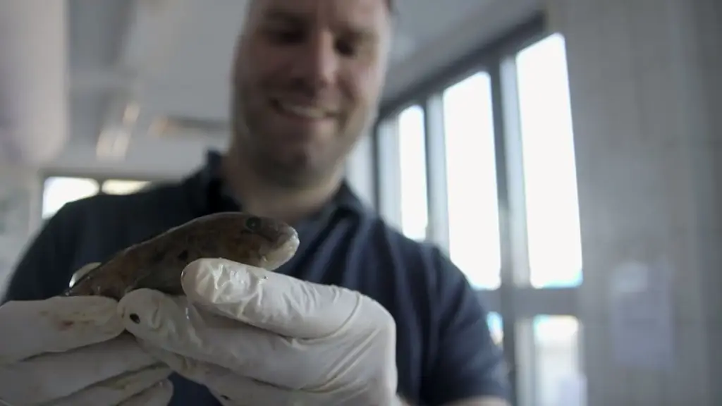 Ускоренный курс: какие инвазивные виды приходят к нам?