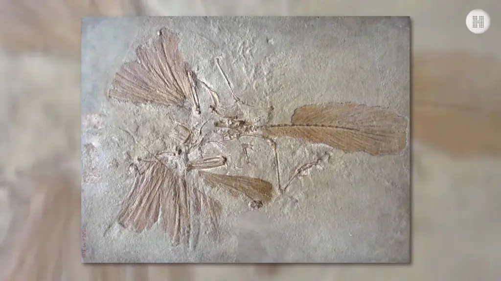 Эволюция: Птицы - последние живые динозавры