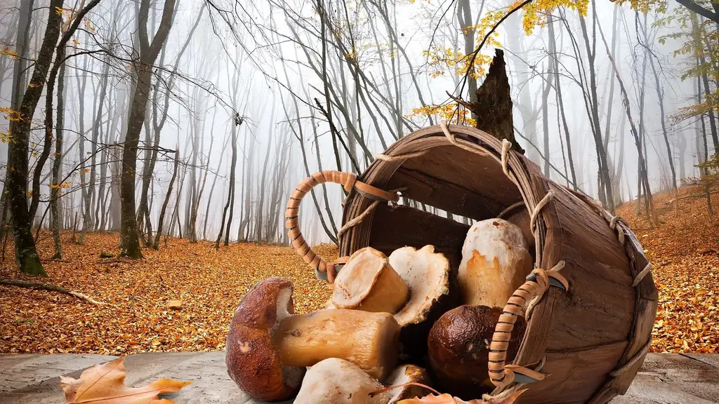 Микология: от беккереля до бледной шапки