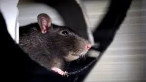 Биология: Как крысы ориентируются в пространстве?