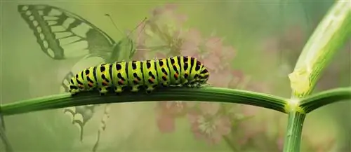 Чудесный мир воображения Роальда Даля