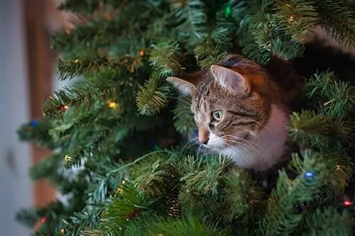 кот на елке кот на елке