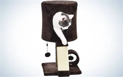 Башня AmazonBasics Cat Tree Tower с кондоминиумом Perch Башня AmazonBasics Cat Tree Tower с кондоминиумом Perch