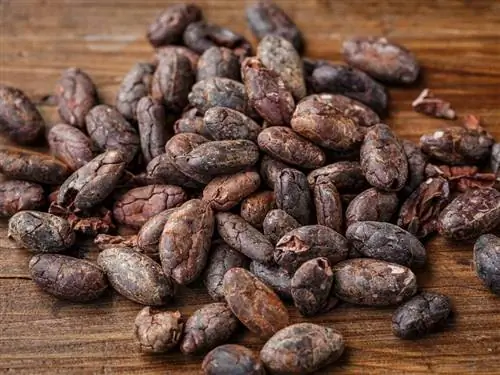 Какао-крупка