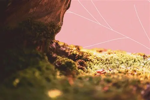 Ковер из мха рядом с коричневой скалой.