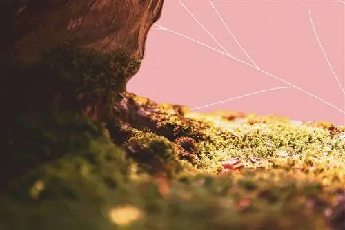 Почему и как вырастить собственный моховой сад