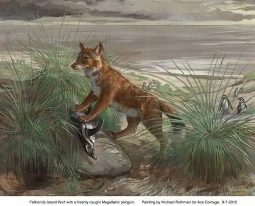 Как этот волк попал на изолированную цепочку островов?