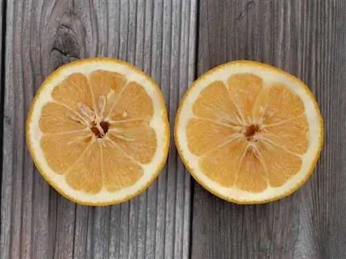 Эти апельсины нужны не только для приготовления сока