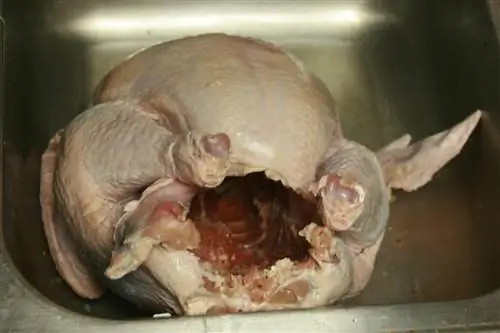 сырая индейка