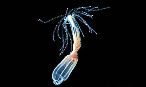 Бессердечное морское существо может помочь нам понять, почему люди не могут регенерировать конечности