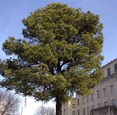 лунное дерево