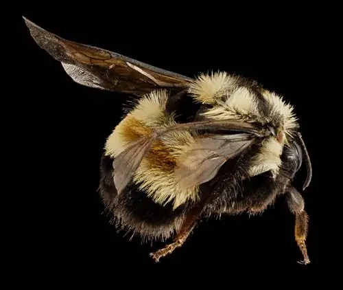 ржавый латанный шмель