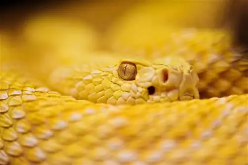 ДНК, оставшаяся в змеиных укусах, может ускорить лечение