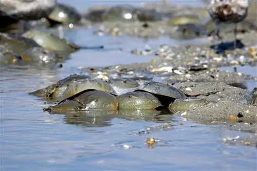 7 ритуалов спаривания животных, из-за которых оргии мечехвоста выглядят ручными