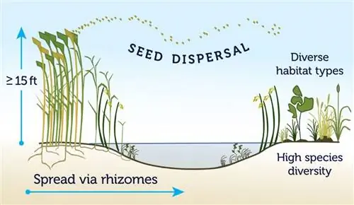 Распространение семян фрагмита