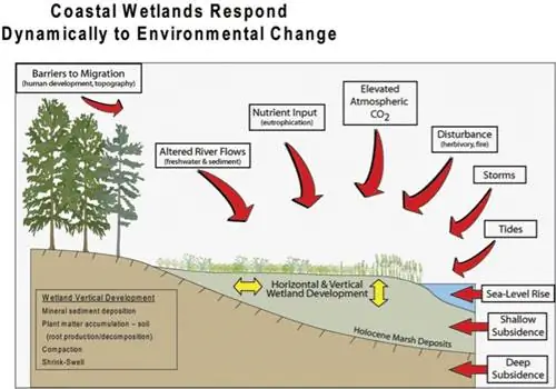 скопление растительности на берегу