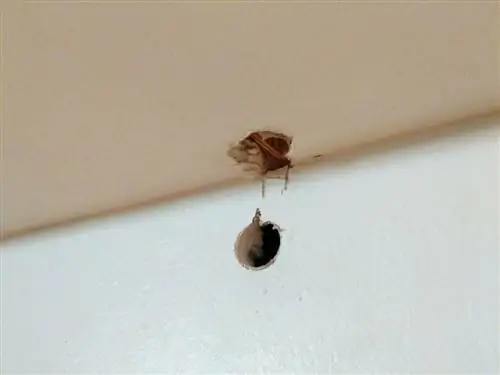 большая дыра в гипсокартоне