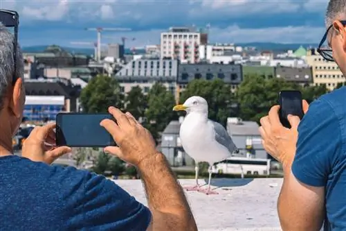 Два туриста с помощью телефонов фотографируют чайку на фоне городского горизонта.