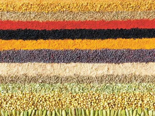 Коллекция обычных индийских специй, разделенных по цвету