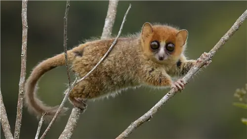 Большеглазый бурый лемур из Мадагаскара.