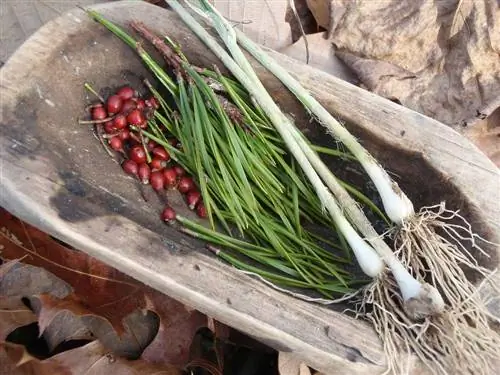 13 съедобных растений, которые можно найти зимой