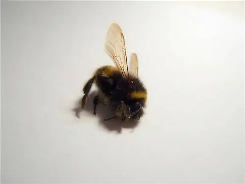 Бывают ли у насекомых стресс?